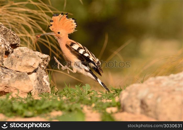 Eurasian Hoopoe or Upupa epops, beautiful brown bird.. Eurasian Hoopoe or Upupa epops, beautiful brown bird in flight entering the nest