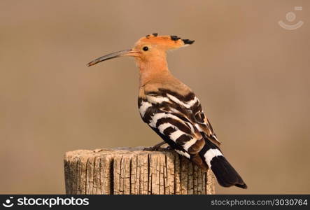 Eurasian Hoopoe or Upupa epops, beautiful brown bird.. Eurasian Hoopoe or Upupa epops, beautiful brown bird perching on branch waiting to feed its chicks with brown background.