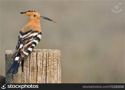 Eurasian Hoopoe or Upupa epops, beautiful brown bird perching on log waiting to feed its chicks with brown background.