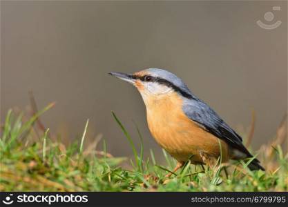 Eurasian nuthatch perched on the grass on the ground