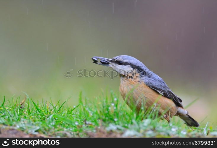 Eurasian nuthatch with two pipes in the beak under the rain.