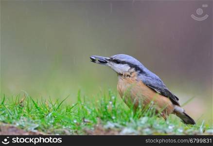 Eurasian nuthatch with two pipes in the beak under the rain.