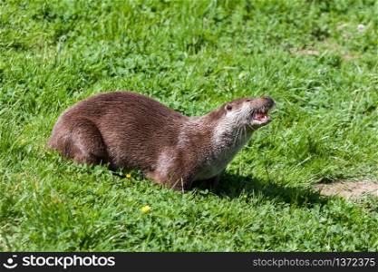 Eurasian Otter (Lutra lutra) in natural habitat