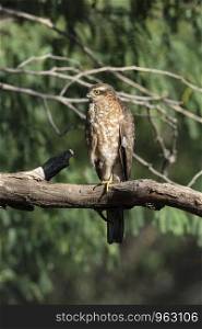 Eurasian Sparrowhawk, Accipiter nisus, Jhalna Forest Reserve, Jaipur, Rajashthan.