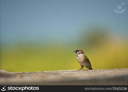 Eurasian Tree Sparrow, Passer montanus