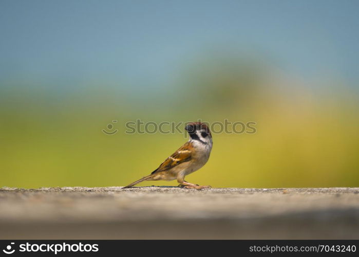 Eurasian Tree Sparrow, Passer montanus