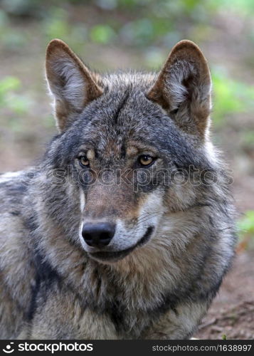 Eurasian wolf