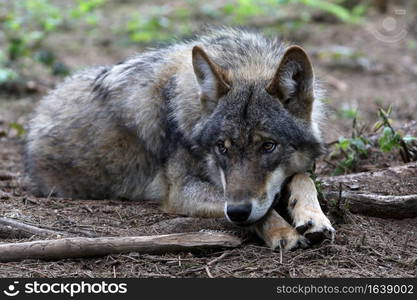 Eurasian wolf