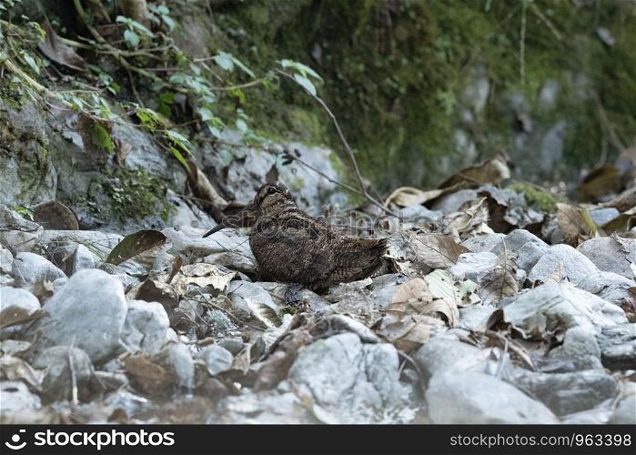 Eurasian woodcock, Scolopax rusticola, Chaffi, Nainital, Uttarakhand, India