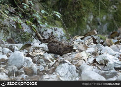 Eurasian woodcock, Scolopax rusticola, Chaffi, Nainital, Uttarakhand, India