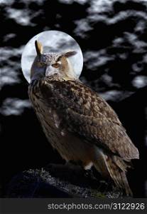 Euroasian eagle owl and full moon.