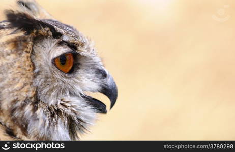 Euroasian eagle owl on a brown background.