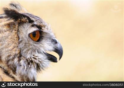 Euroasian eagle owl on a brown background.