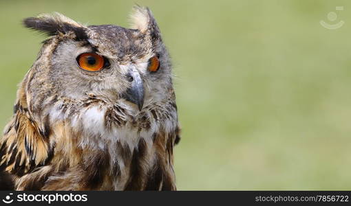 Euroasian eagle owl on a green background.