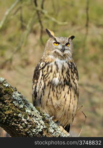 Euroasian eagle owl on a tree forest.