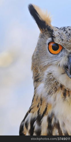 Euroasian eagle owl on a tree forest.