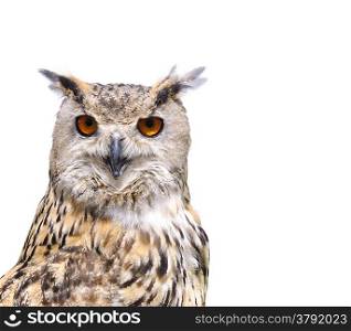 Euroasian eagle owl on a white background.