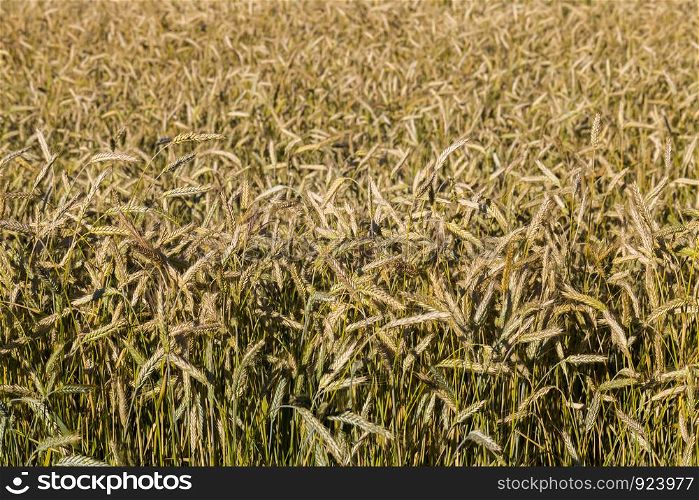 European agricultural fields with beautiful ripe dry cereals that ripen for harvesting grain. European agricultural fields