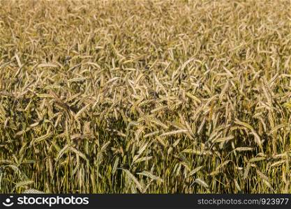 European agricultural fields with beautiful ripe dry cereals that ripen for harvesting grain. European agricultural fields