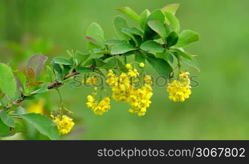 European barberry flowers (Berberis vulgaris)