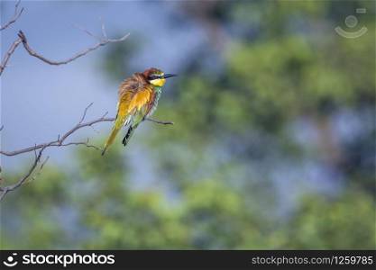 European Bee eater grooming in Kruger National park, South Africa ; Specie family Merops apiaster of Meropidae. European Bee eater in Kruger National park, South Africa