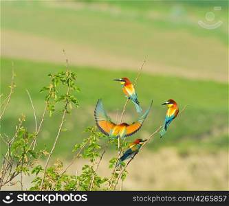 european bee-eaters