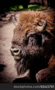 European Bison, American Bison / Buffalo