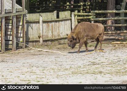 European bison (Bison bonasus), also known as wisent or the European wood bison, is a Eurasian species of bison