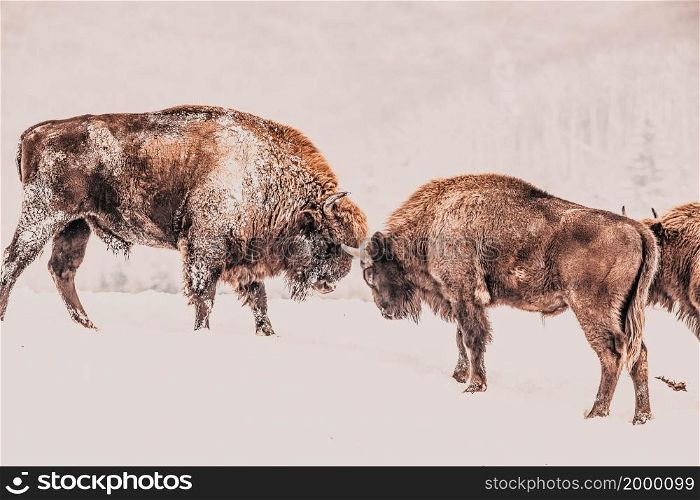 european bison (Bison bonasus) in natural habitat in winter