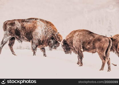 european bison (Bison bonasus) in natural habitat in winter