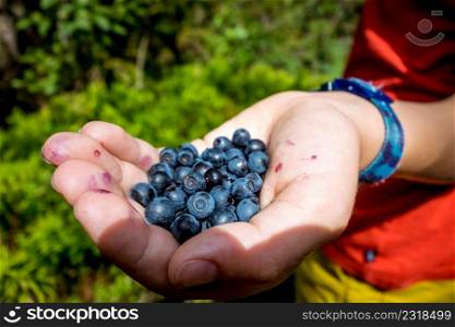 European Blueberry - bilberry - in a hand just after picking. European Blueberry - bilberry - in a hand