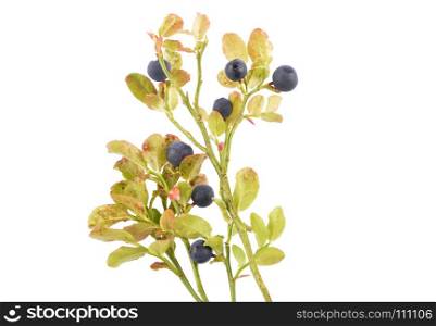European blueberry on white isolated