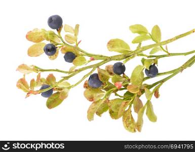 European blueberry on white isolated