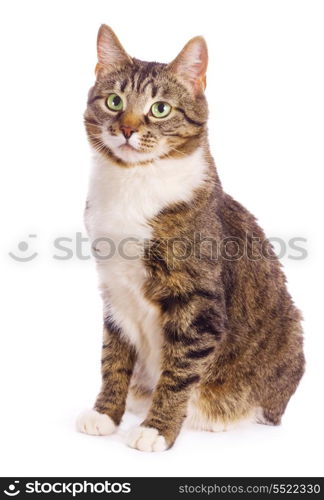european cat isolated on white background