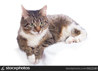 european cat lying on a white background