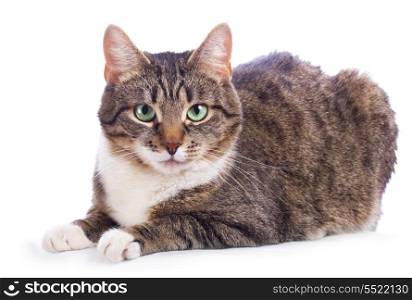 european cat on a white background