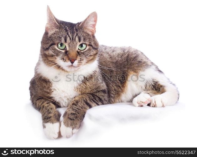 european cat on a white background