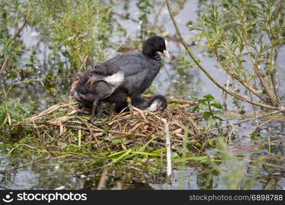 European Coot (Fulica atra) family on nest