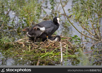 European Coot (Fulica atra) family on nest