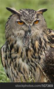 European Eagle Owl (Buba bubo) eating a field mouse in the Scottish Highlands.