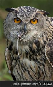 European Eagle Owl (Buba bubo) eating a field mouse in the Scottish Highlands.