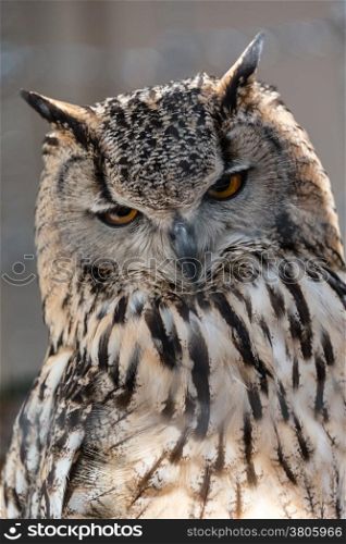 European Eagle Owl close up