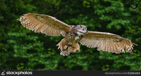 European Eagle Owl in flight Bubo Bubo