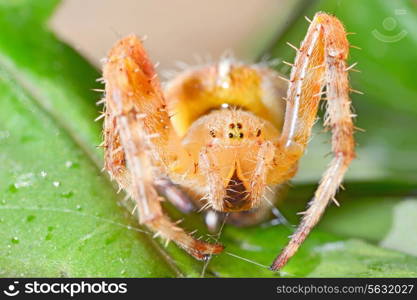 European garden spider, Araneus diadematus
