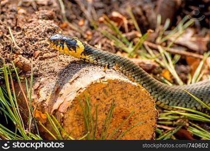 European grass snake in Poland