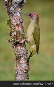 European green woodpecker perched on a branch.