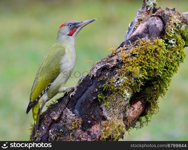 European green woodpecker perched on a branch.