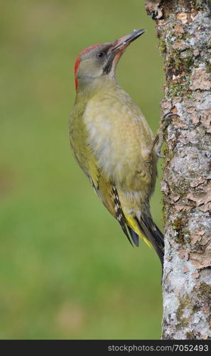 European green woodpecker perched on a branch.