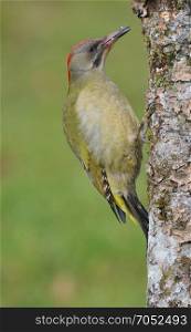European green woodpecker perched on a branch.