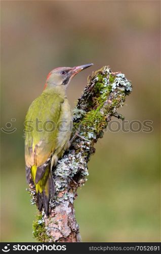 European green woodpecker perched on a branch.